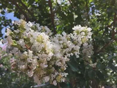 Crape Myrtle 'Natchez'