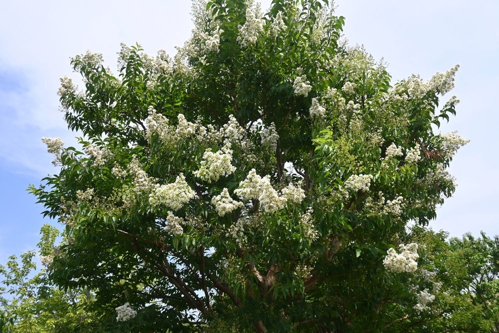 Crape Myrtle 'Natchez'