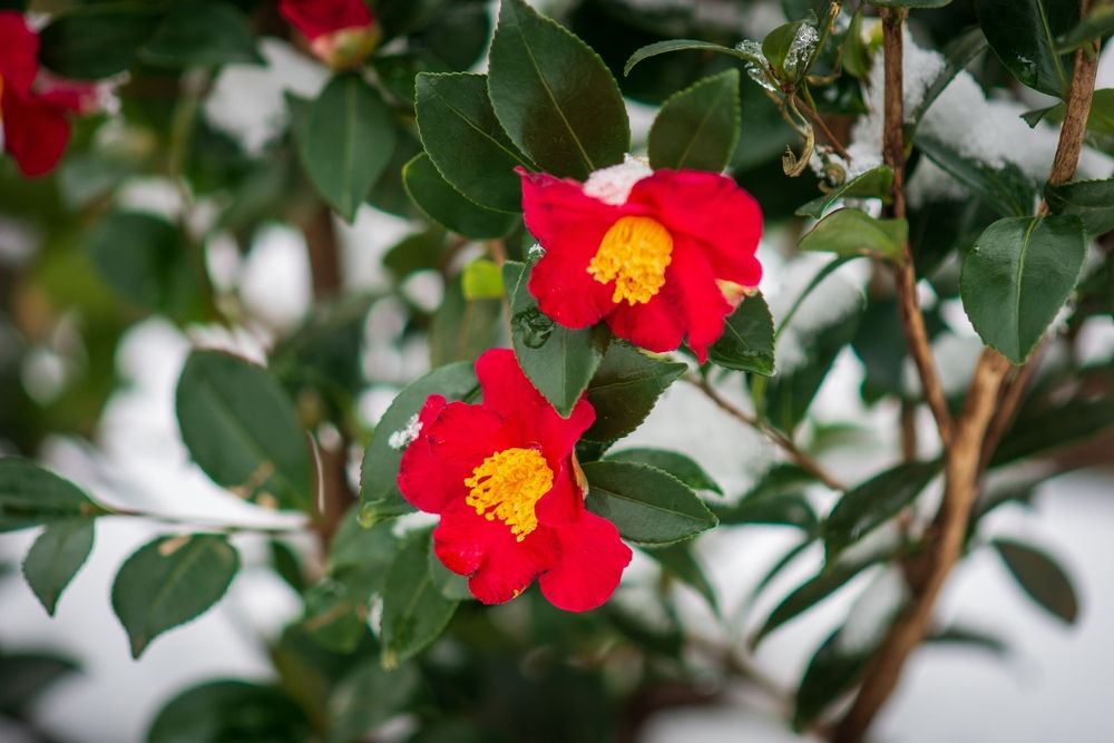 Camellia 'Yuletide'