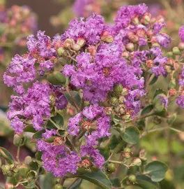 Crape Myrtle 'Catawba'