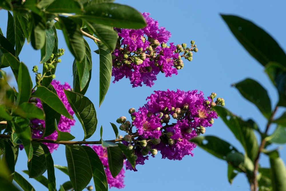 Crape Myrtle 'Catawba'