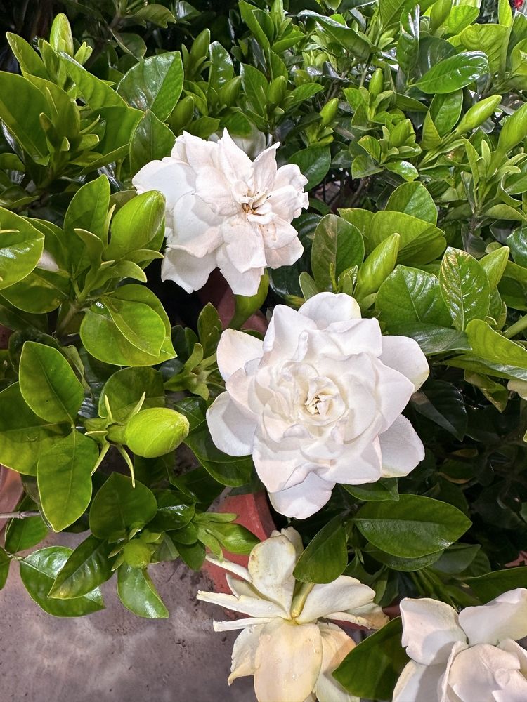 Gardenia ‘August Beauty’