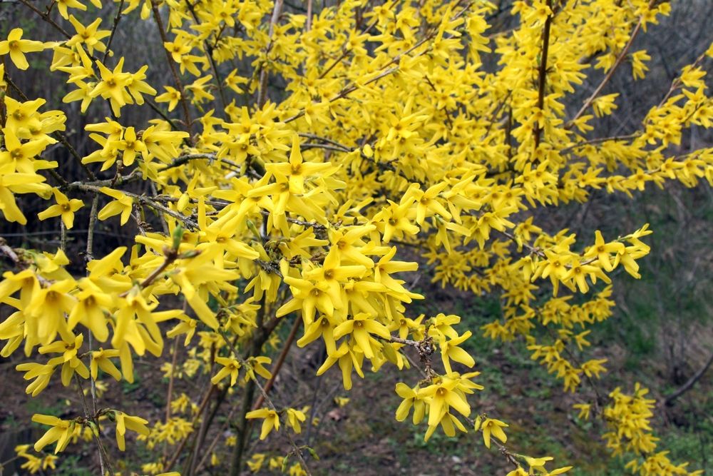 Forsythia