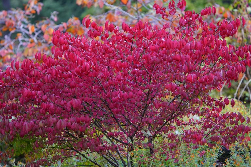 Burning Bush