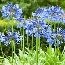 Agapanthus 'White' or 'Blue'