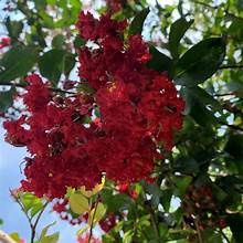 Crape Myrtle 'Scarlet'
