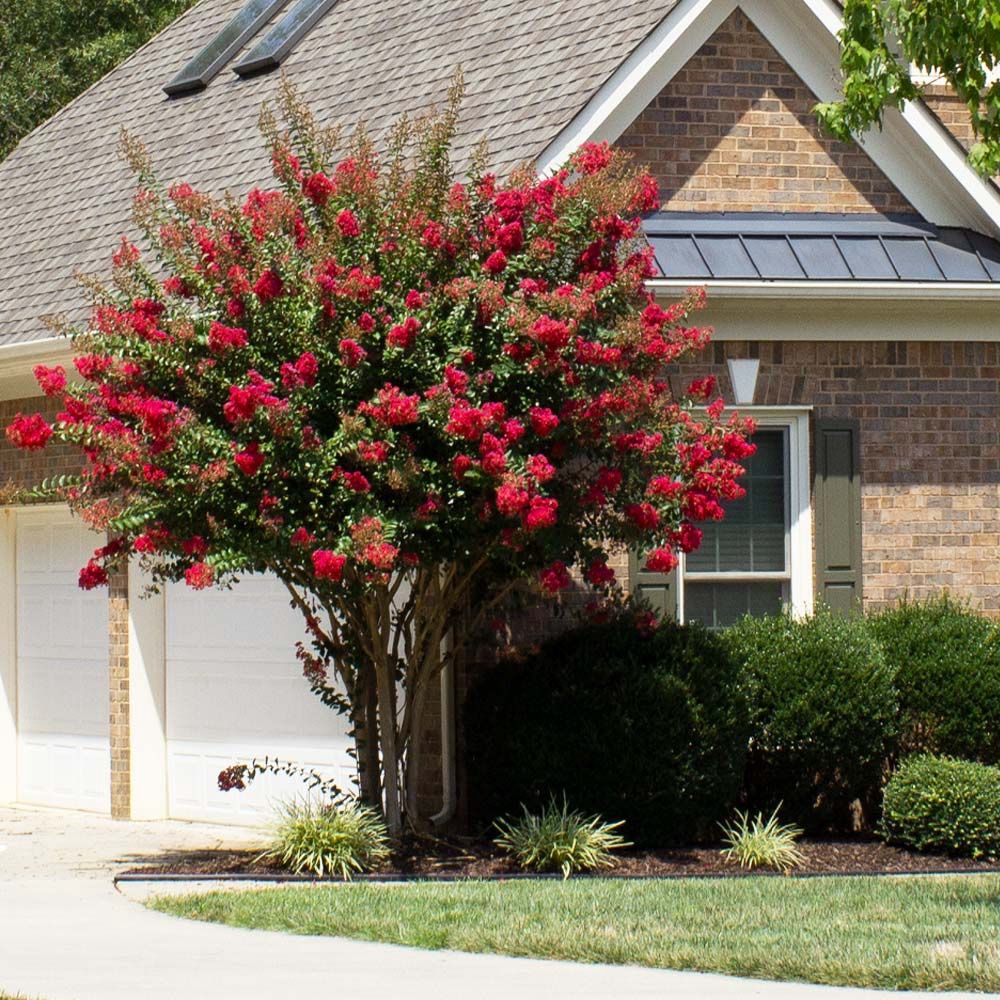 Crape Myrtle 'Scarlet'