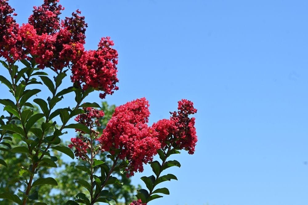 Crape Myrtle 'Scarlet'