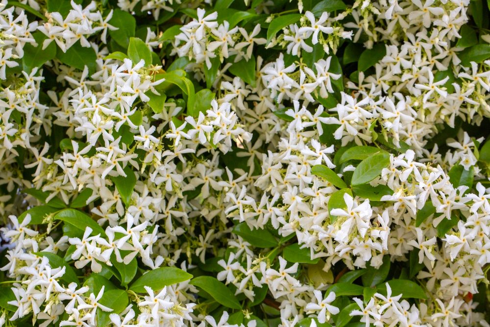 Confederate Jasmine