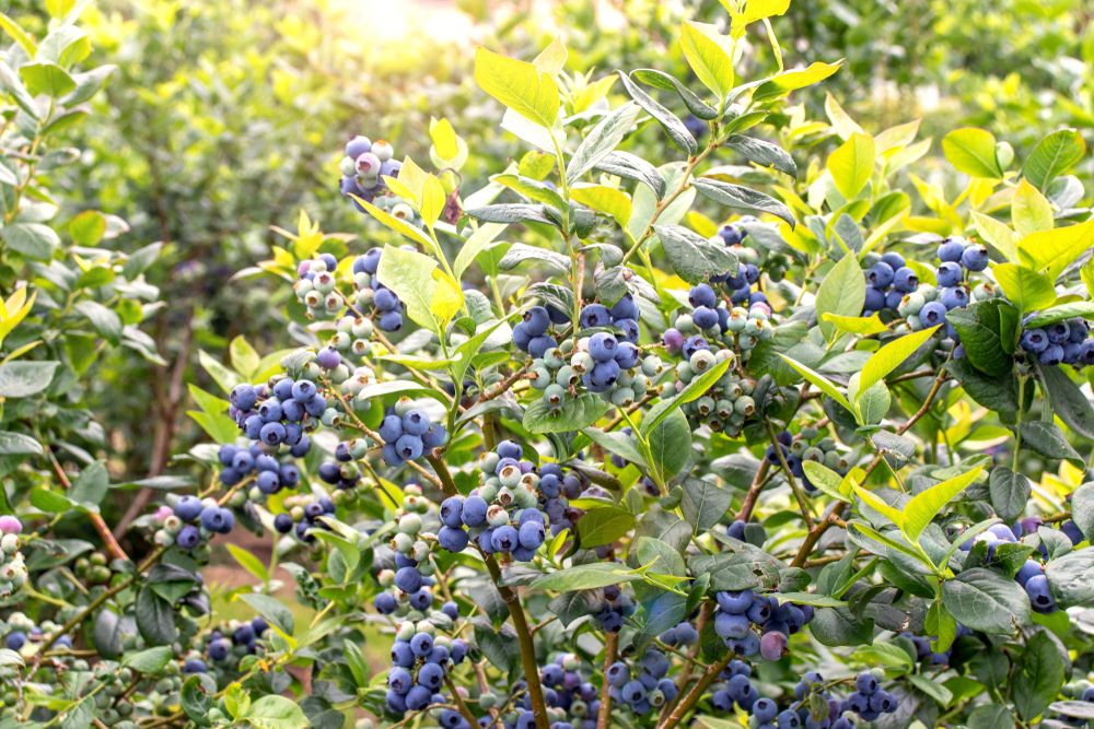 Blueberry Bush 'Powder Blue'