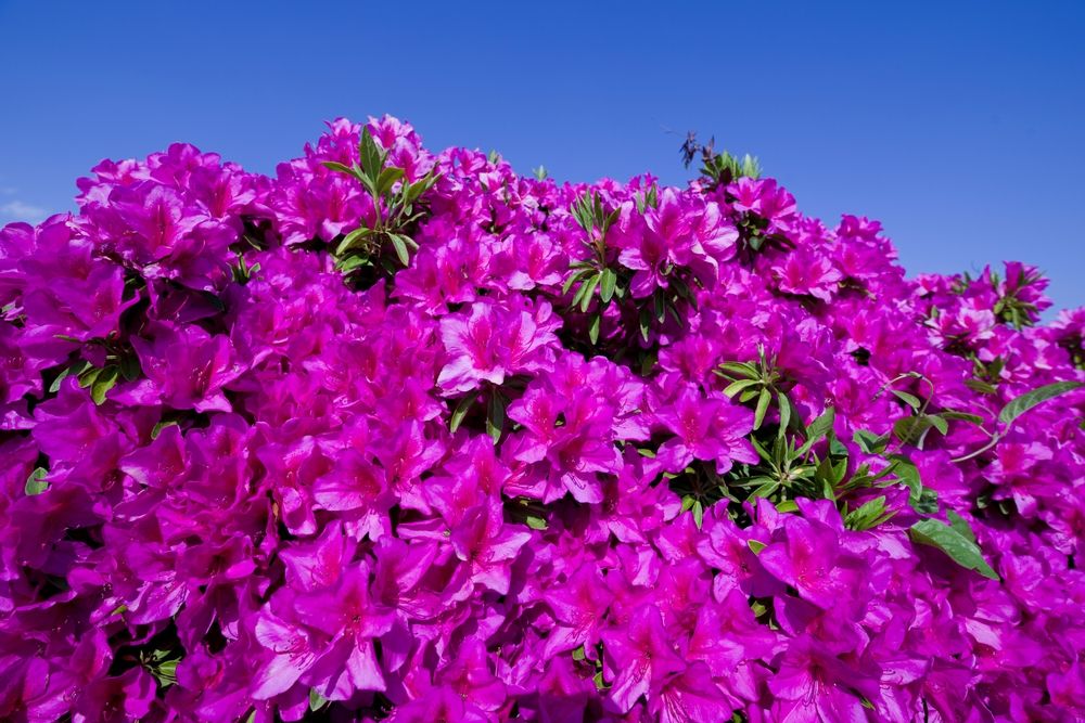 Azalea 'Formosa'