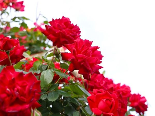 Double Knock Out Rose