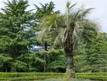 Pindo Palm