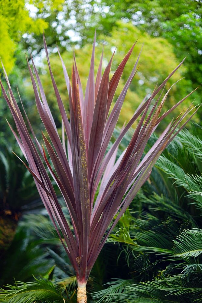 Cordyline 'Red Sensation'