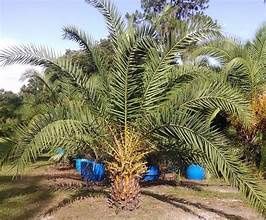 Canary Island Date Palm