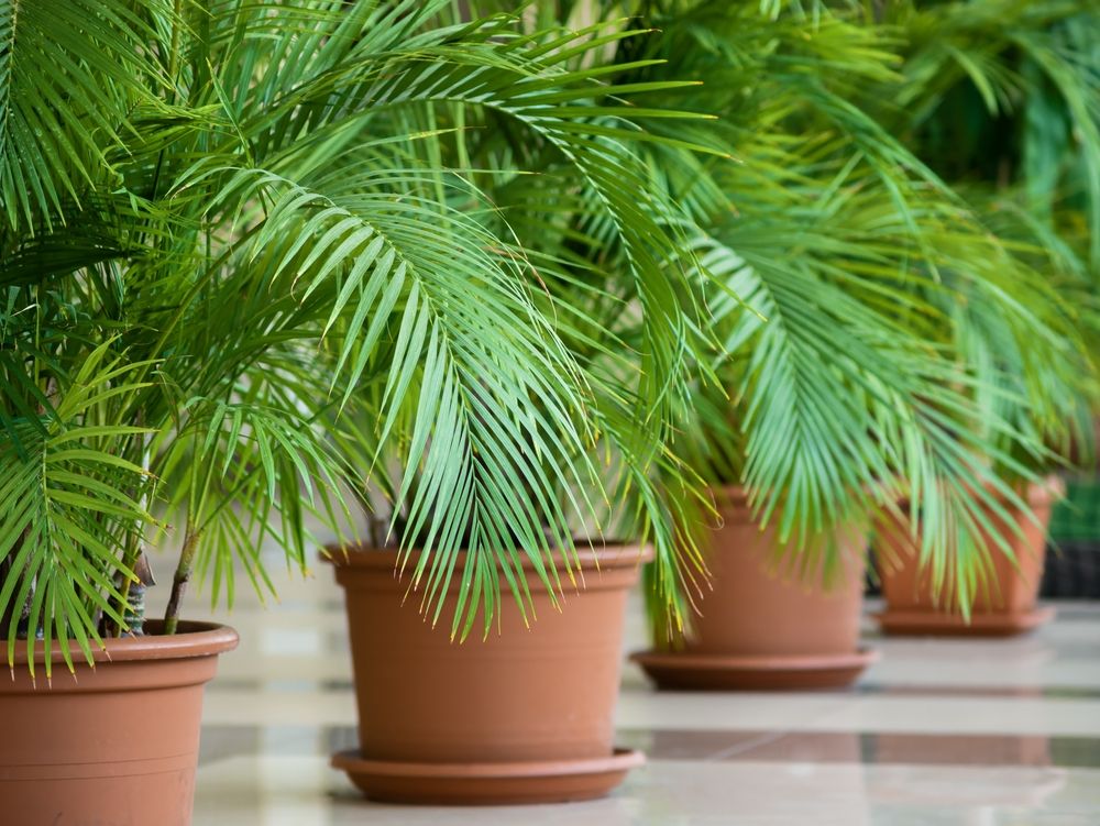 Canary Island Date Palm