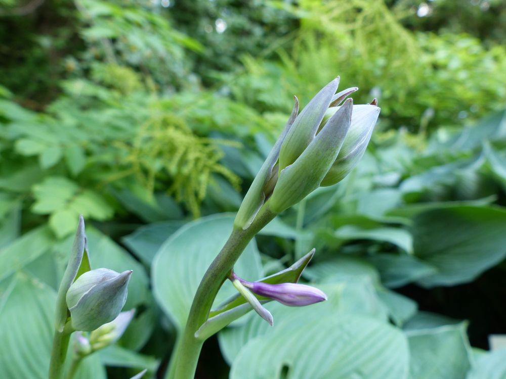 Hosta 'Sum and Substance'