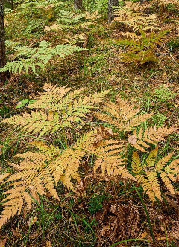 Autumn Fern