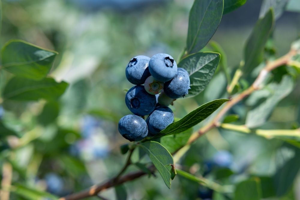 Blueberry Bush 'Tifblue'