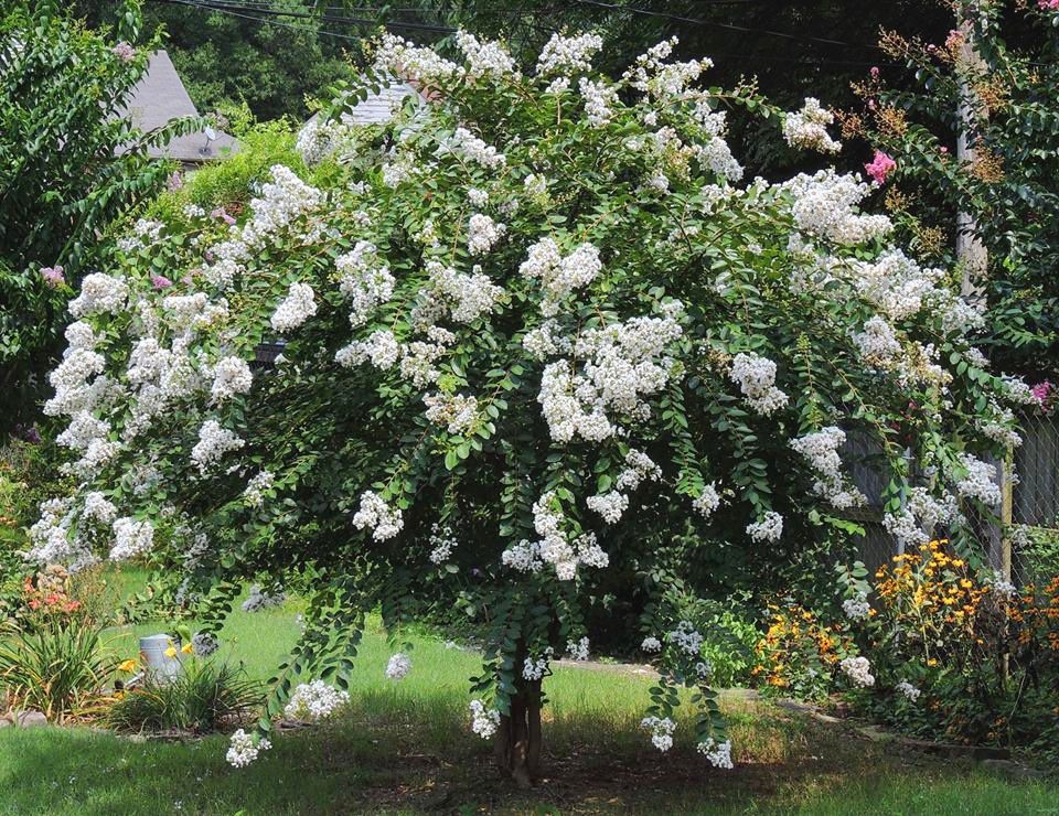 Crape Myrtle 'Acoma'
