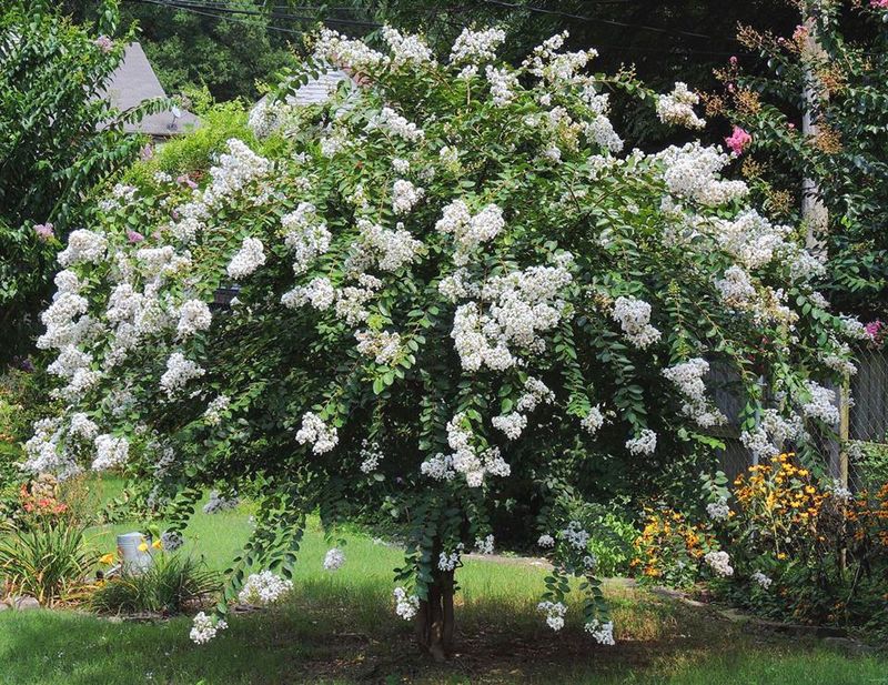 Crape Myrtle 'Acoma'