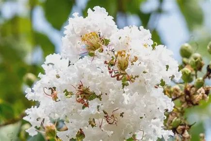 Crape Myrtle 'Acoma'