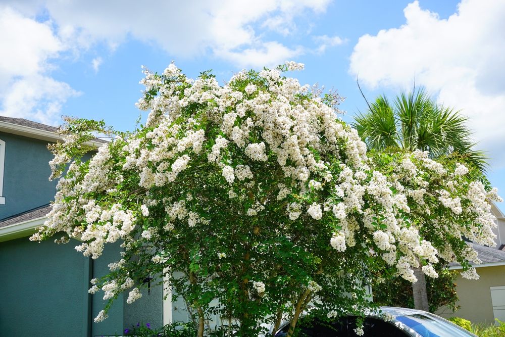 Crape Myrtle 'Acoma'