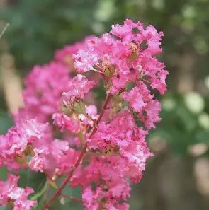 Crape Myrtle 'Hopi'