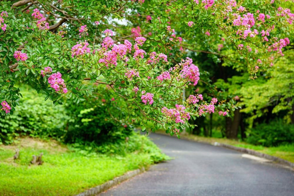 Crape Myrtle 'Hopi'
