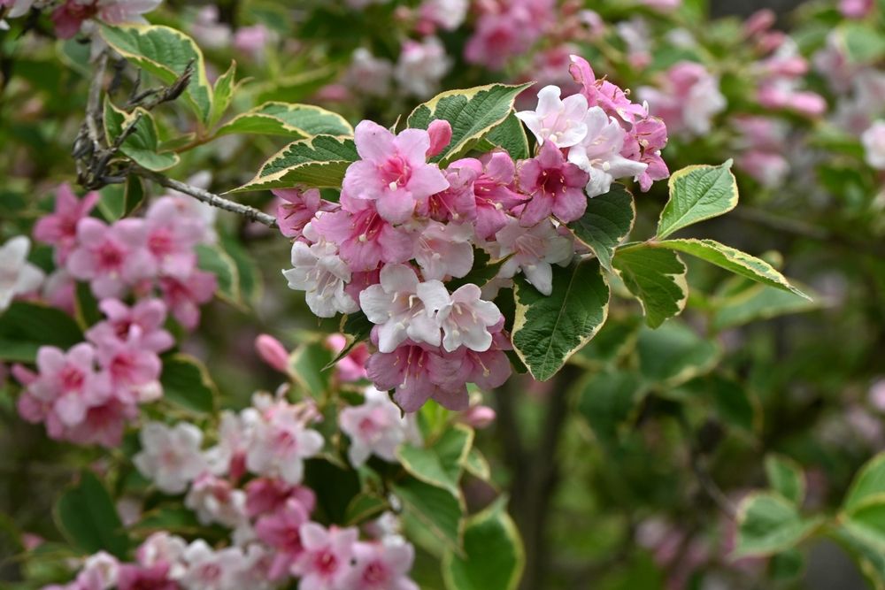 Florida Wiegela 'Variegated'