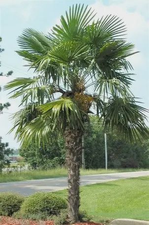 Chinese Windmill Palm