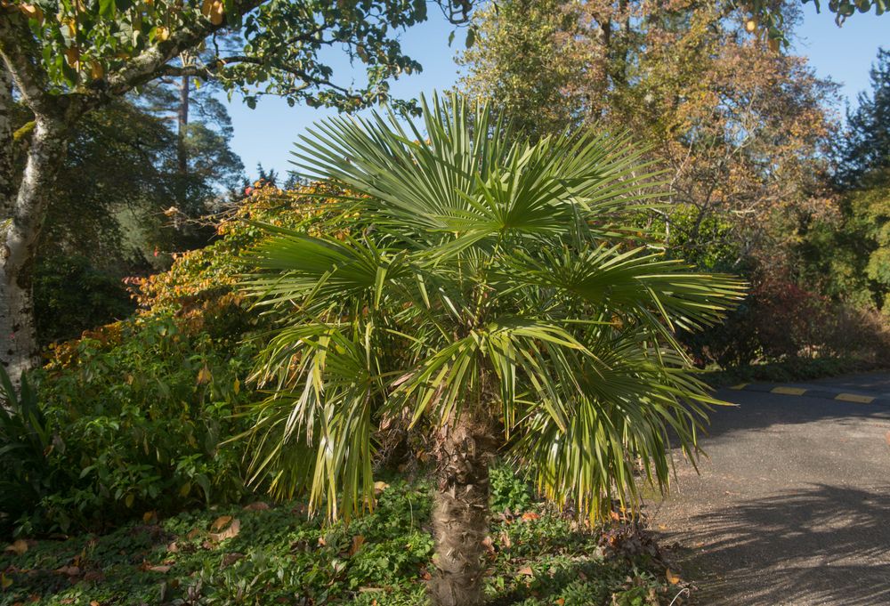Chinese Windmill Palm