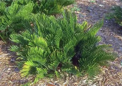 Florida Coontie Palm