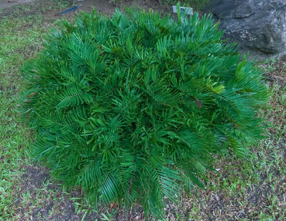 Florida Coontie Palm