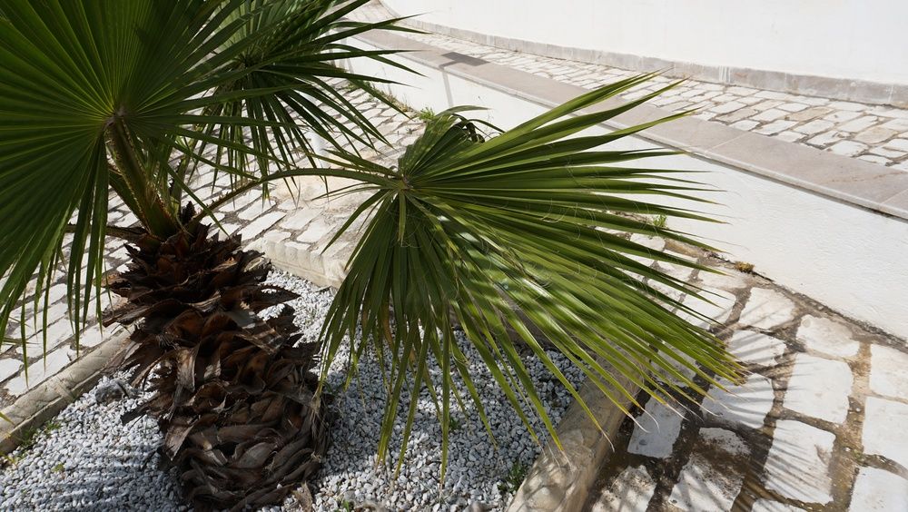 California Fan Palm