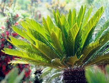 Sago Palm