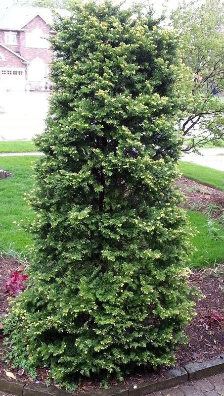 Podocarpus "Japanese Yew'