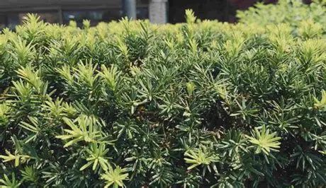 Podocarpus "Japanese Yew'