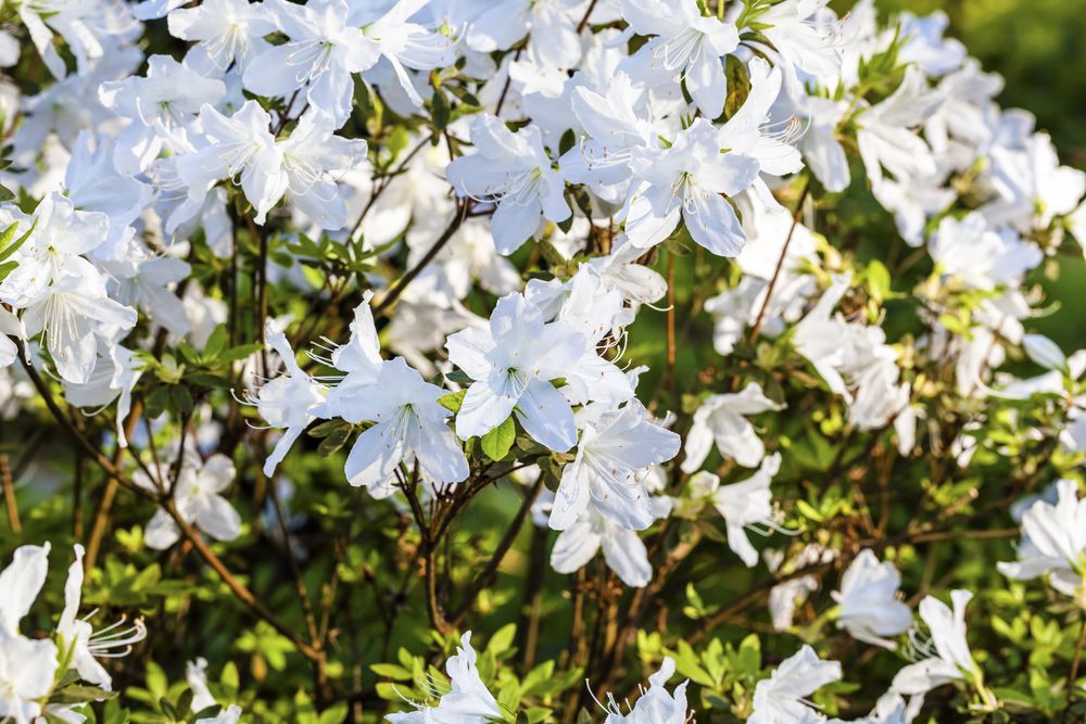 Azalea 'GG Gerbing'