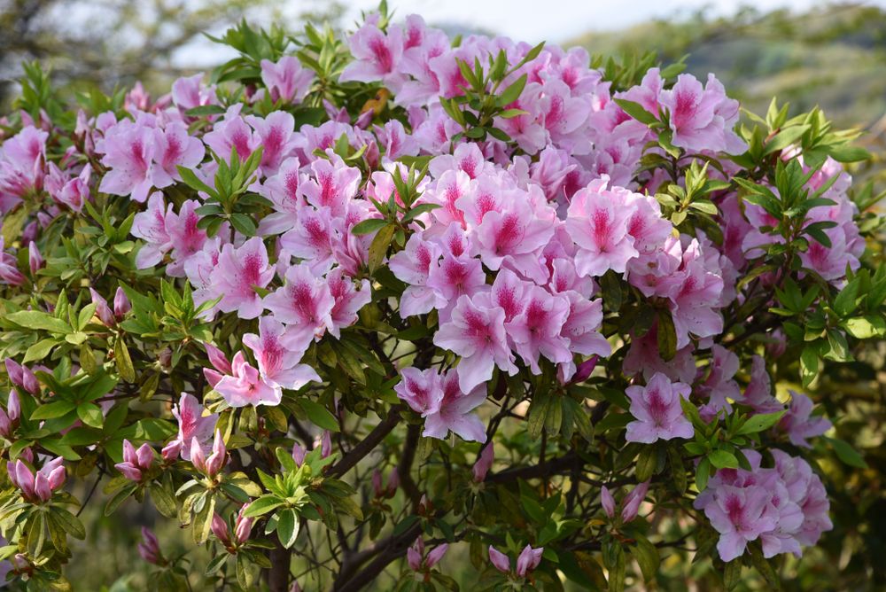 Azalea 'Conversation Piece'