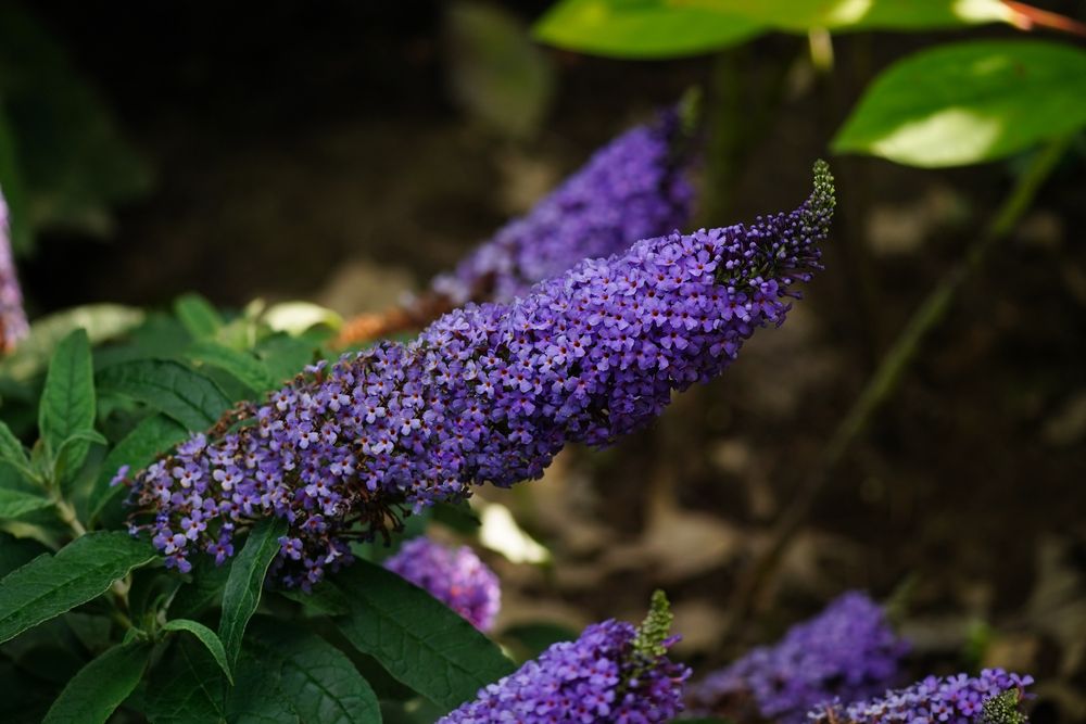 Butterfly Bush 'Black Knight'