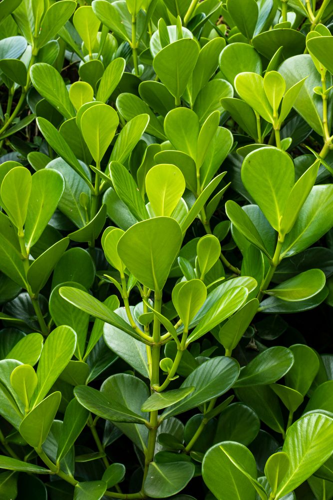 Boxwood "Japanese"