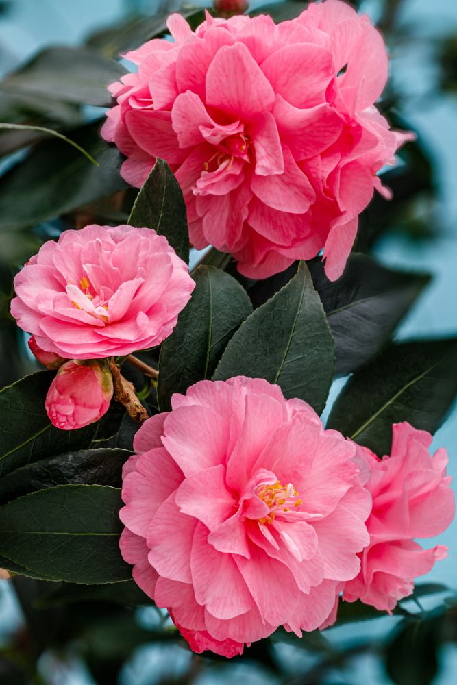 Camellia 'Marie Bracey'