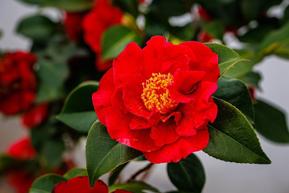 Camellia 'Turandot'
