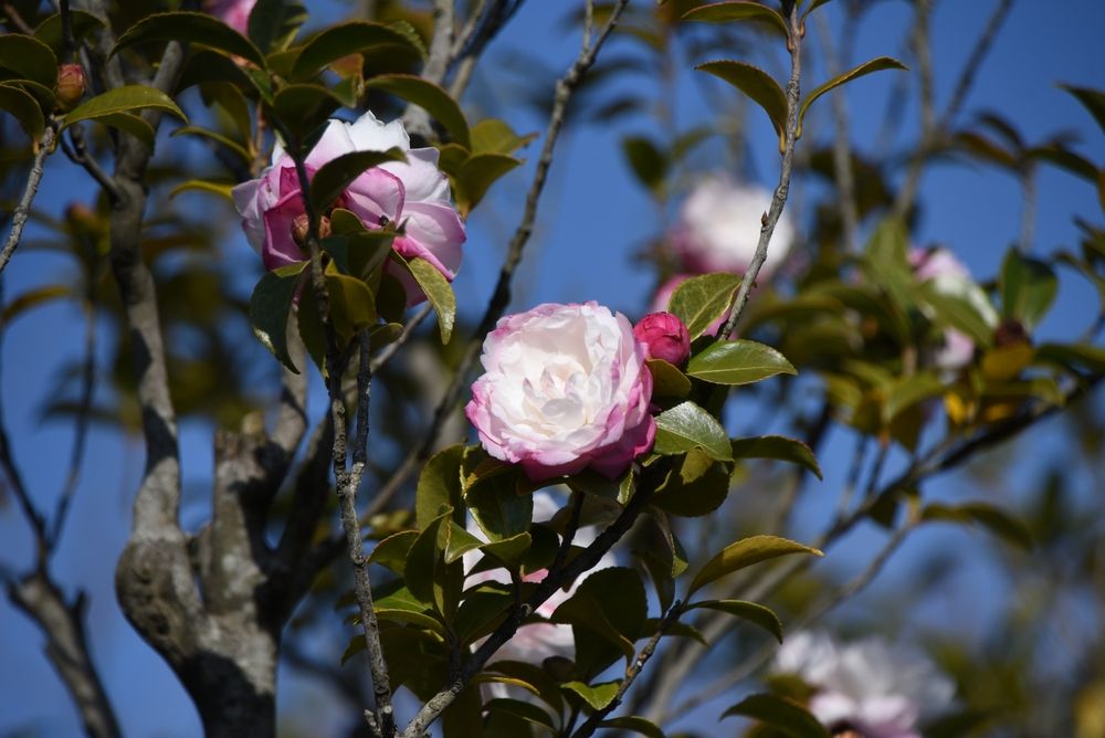 Camellia 'Leslie Anne'
