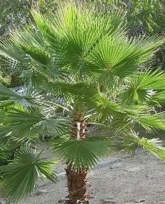 Mexican Fan Palm