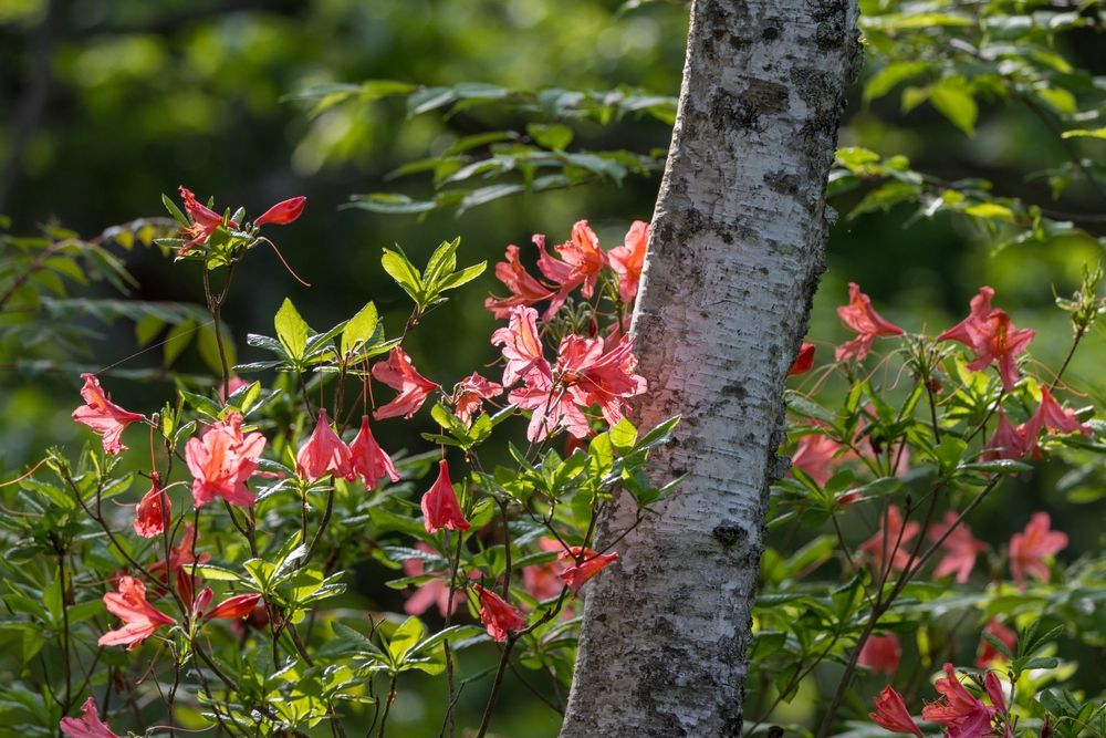 Azalea 'Amagasa’