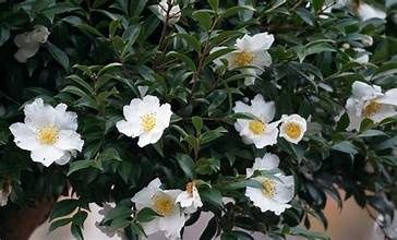 Camellia 'Mine No Yuke Snow on the Mountain'