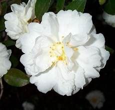 Camellia 'Mine No Yuke Snow on the Mountain'
