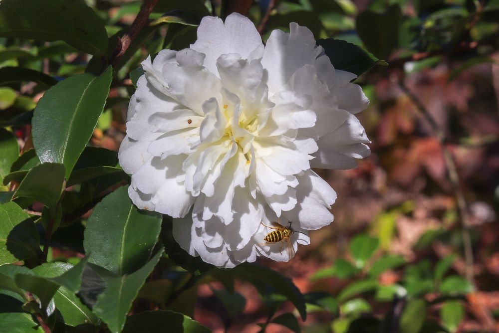 Camellia 'Mine No Yuke Snow on the Mountain'